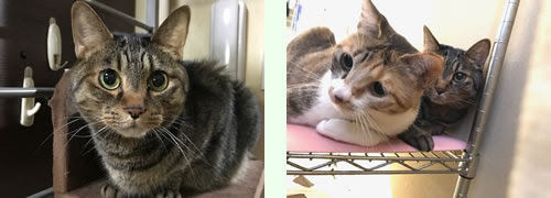 ネコにもhitコト ひとこと 言わせて ヒットサービス 葛飾区の高齢者 障害者の在宅生活をサポートする訪問介護事業所