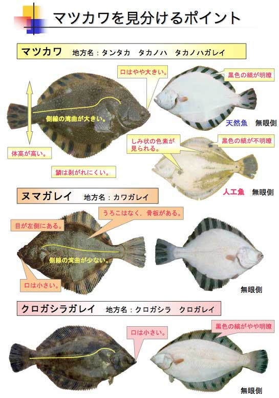 Miwake 王鰈 おうちょう マツカワ は北海道の海が育てた幻の魚 鰈の王です