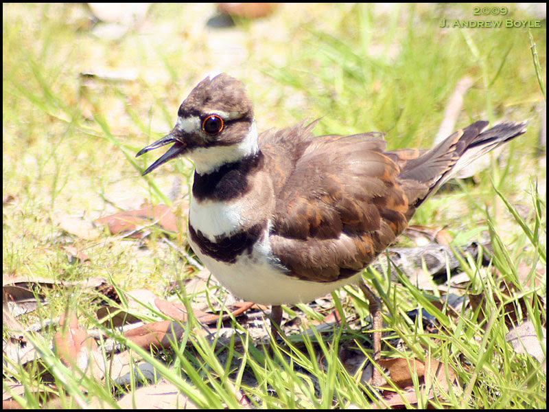 Killdeer