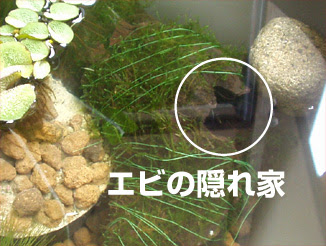 ベランダメダカ ビオトープ生活 エビの隠れ家