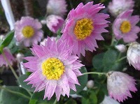 ２月１３日の誕生花 ローダンセの花言葉 終わりのない友情 咲きながらドライフラワーになっていくキュートな花に託す 変わらぬ思い 弥生おばさんのガーデニングノート 花と緑の365日 楽天ブログ