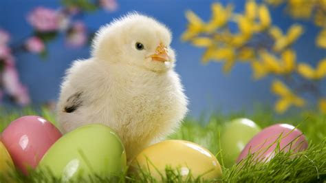 photography nature world people beauty cute animals hd