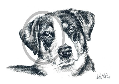 Bilder & Drucke Hunde Kunstdruck Appenzeller 001 Haustiere Tiere Zeichnung  Möbel & Wohnen a2privathospital.dk
