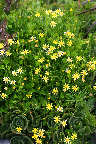 cineraria saxifraga