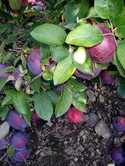 The Magical Apple Tree!