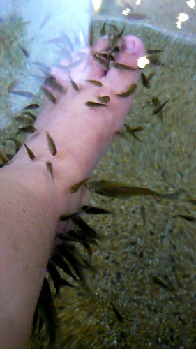 doctor fish