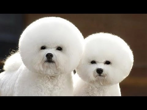 吹き出し注意 動物の面白い高画質な画像まとめ 写真まとめサイト Pictas