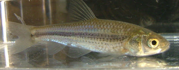 モツゴとモロコの見分け方 日本淡水魚 地獄極楽篇 楽天ブログ