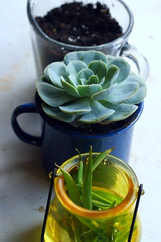 lovely little plants.
