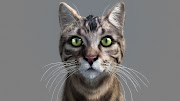 Info Terkini 10+ Cat 3d Free Model