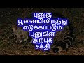 புனுகு பூனையிலிருந்து எடுக்கப்படும் புனுகின் அற்புத சக்தி 