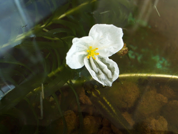 水草 アナカリス 別名オオカナダモ の花 メダカも 写真共有サイト フォト蔵