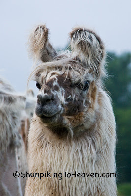 Llamas, Dane County, Wisconsin