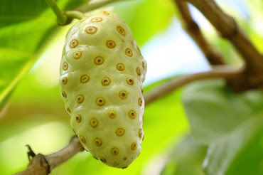 Si burik kuning langsat buah mengkudu dulu ditelantarkan buahnya. Tapi sekarang buah ini bisa dimanfaatkan sebagai herbal melawan penyakit. Manfaatkan khasiat buah mengkudu jangan menunggu penyakit  datang. Anda boleh mengkonsumsi buah ini sebagai pencegahan penyakit.