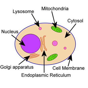 Biology Notes – ElimuTanzania
