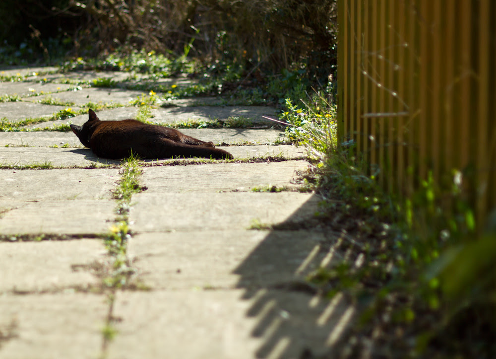 Black cat