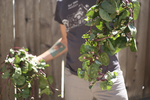 our vine growing spinach