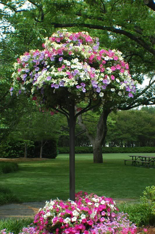 Petunias...just drop dead gorgeous!!!
