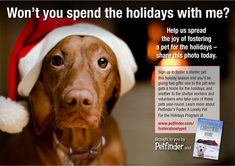 Freckles the Dog Holiday Fostering