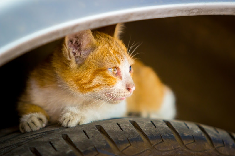 冬だけじゃない 車に乗る前に 猫バンバン してますか マガジンサミット