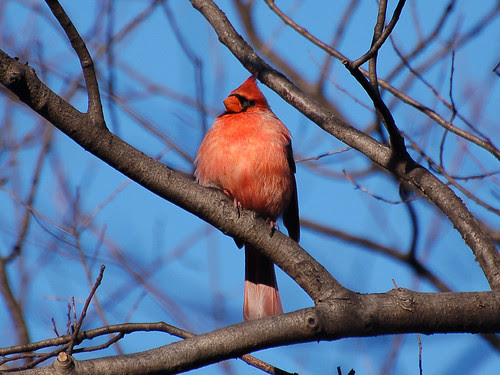 Northern Cardinal near Central Park Blockhouse