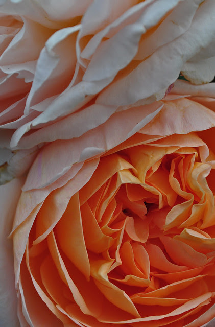 Rose Tamora