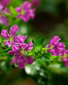 花 クフェア 7月11日の花と花言葉 クフェア 魅る魅るガーデニング 魅る魅るガーデニング