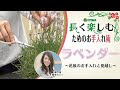 【ベストコレクション】 ��レンチラベンダー 花 終わり 211839-フレンチラベンダ��� 花 終わり