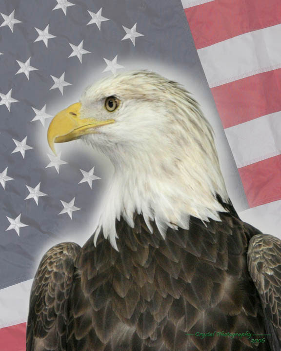 american flag eagle pictures. of the American Flag.