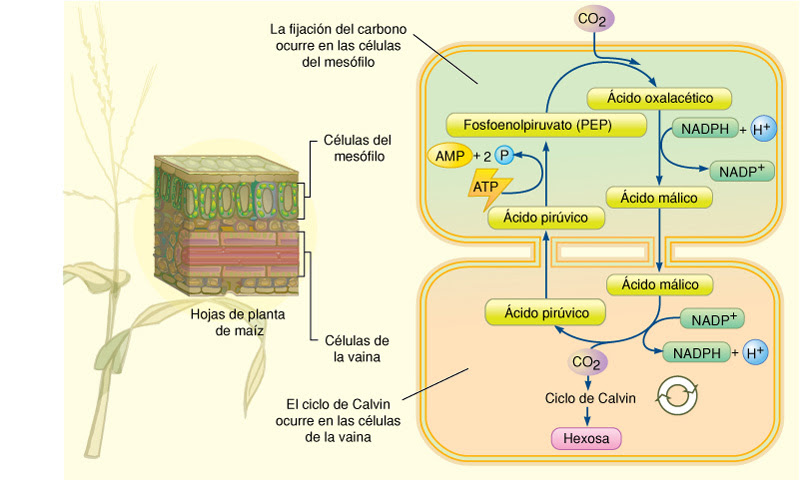 la fotosintesis en las plantas. Véase: Las plantas C4: la vía
