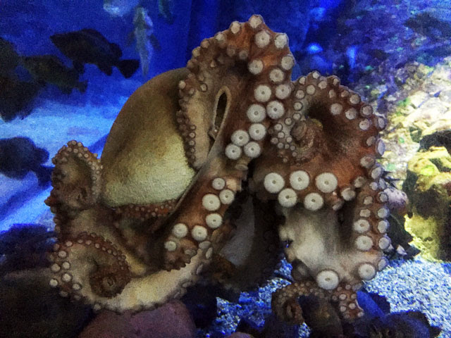 夜のマダコ 海遊館日記 海遊館