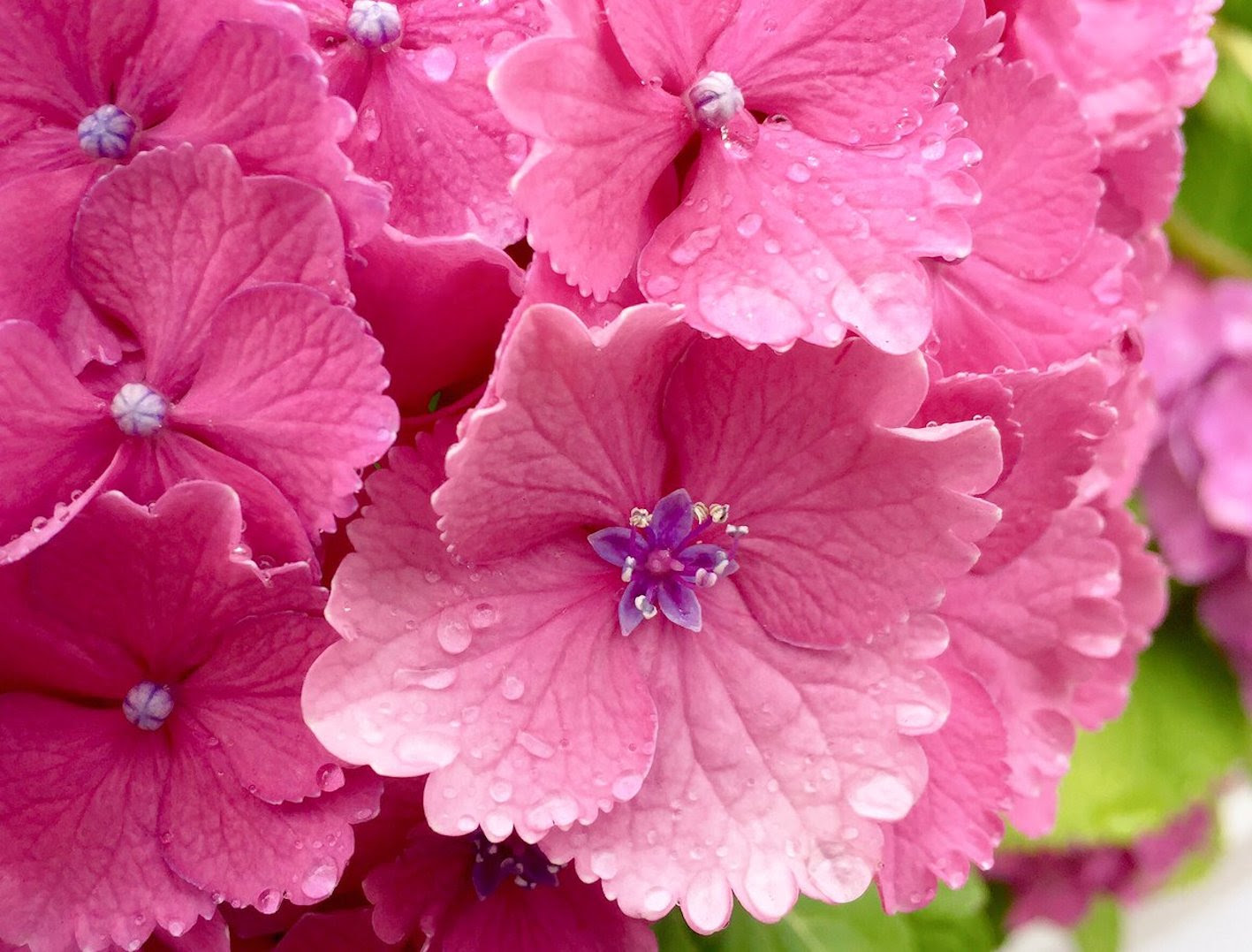 ピンク色の紫陽花の種類の名前一覧 植物navi