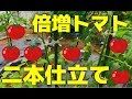 ミニトマト 一本仕立て デメリット 126767-ミニトマト 一本仕立て デメリット