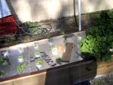Floating Raft Hydroponic System | How To Make &amp; Do Everything!