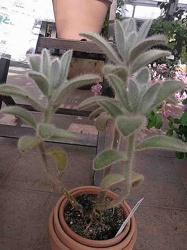 ツキトジ カランコエ トメントーサ とその変種 Kalanchoe Tomentosa Kalanchoe Tomentosa Var