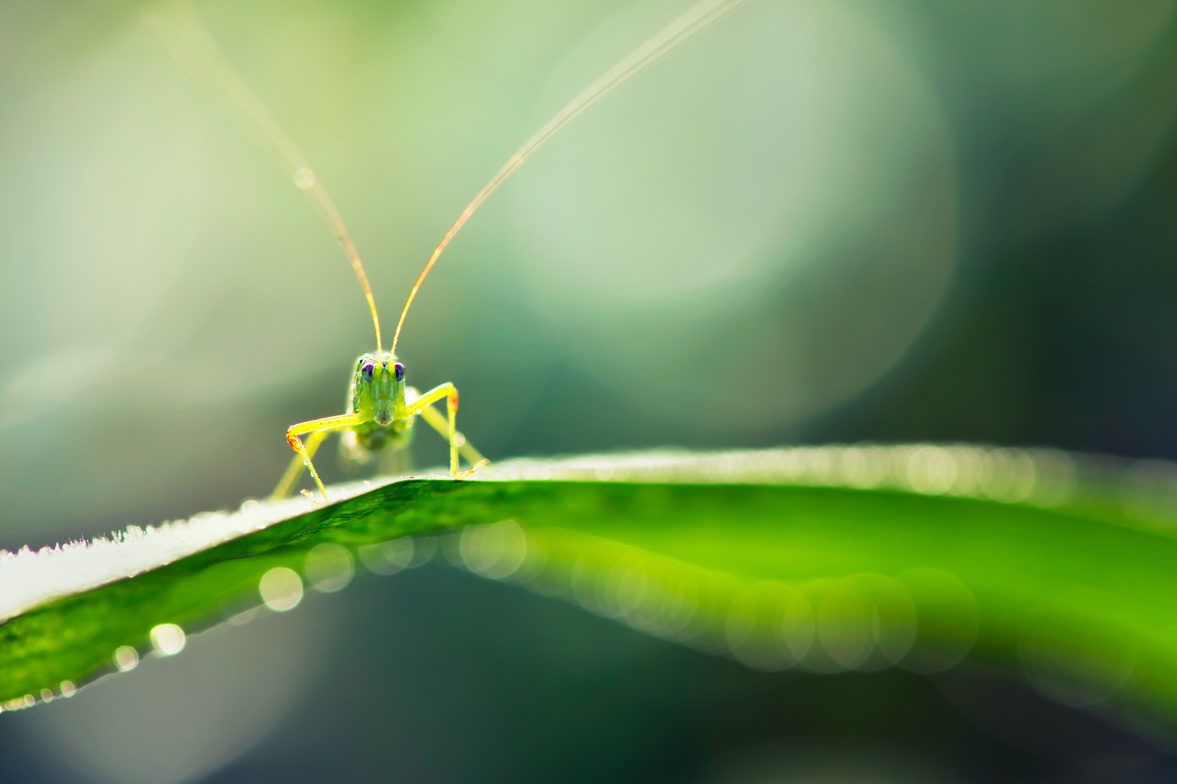 grasshopper