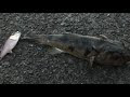√ 魚 外道 346201-サビキ 魚 外道