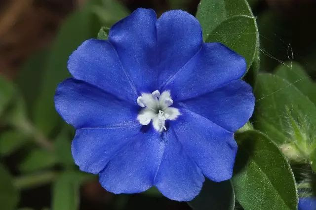 12月日射手星座花 雨伞花 凤梨 事物