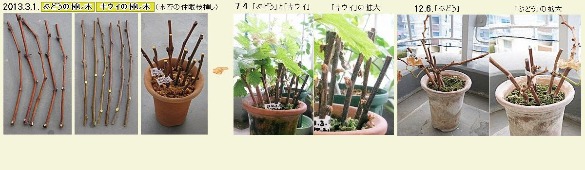 ぶどう キウイ いちじく ブルーベリー パッションフルーツ パイナップル 挿し木