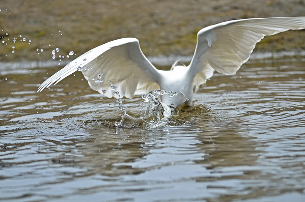 Egret dunking for fish Bolsa Chica Reserve Huntington Beach CA