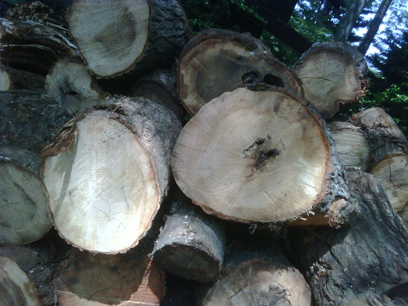 forest92-3.jpg