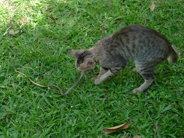 14 Snake killer
