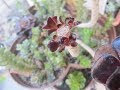 コンプリート！ 多肉植物 黒法師 100567-多肉植物 黒法師 葉が落ちる