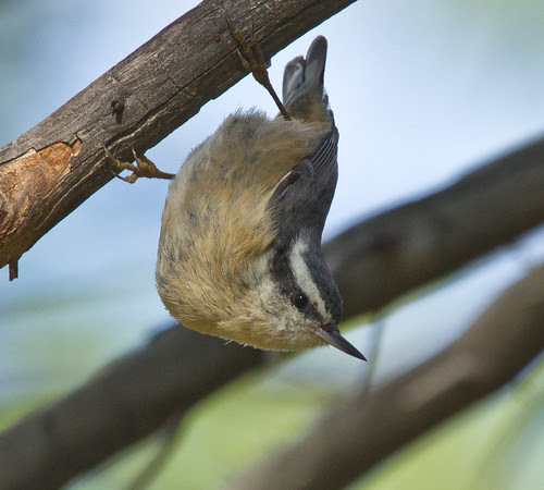 Red-breasted Nuthatch