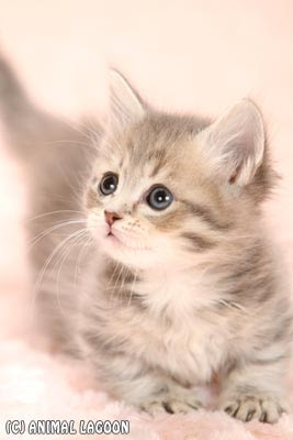 アニマルラグーン Blog Archive かわいい猫ちゃんたち