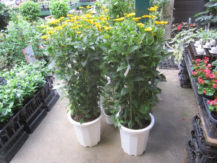 宿根姫ひまわり 10号ｻｲｽﾞはこの通りとってもワイルド 摘芯をして分枝させ 支柱 美笠工藝社