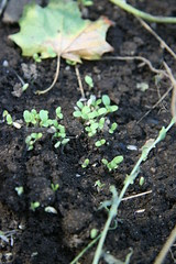 lettuce seedlings with leaf