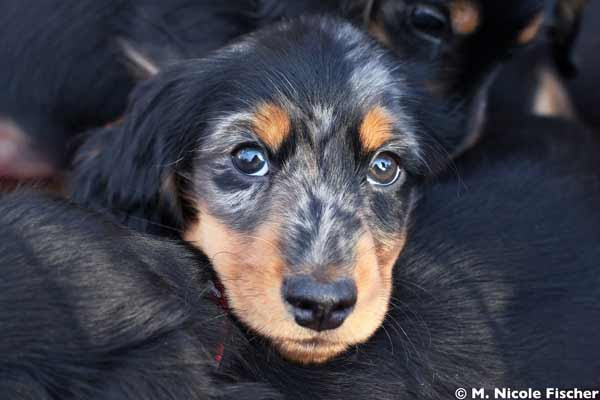 ... | Miniature Longhaired Dachshunds – breeders in South Jersey