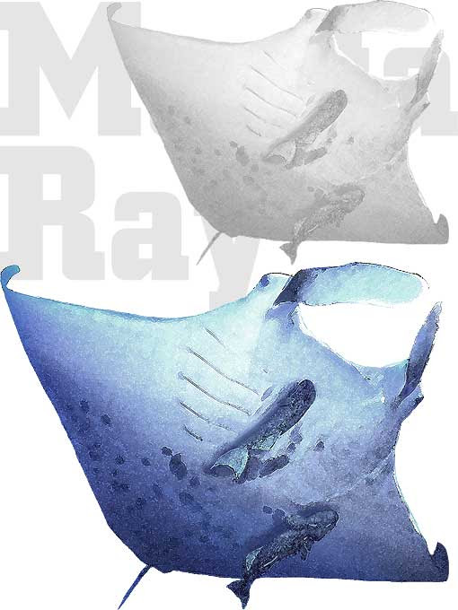 オニイトマキエイ マンタのポストカードイラスト イメージ画像タイプ