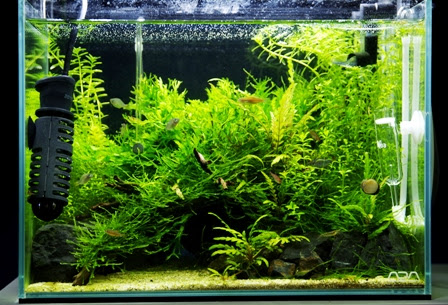 ヒーターはじめました 45f 水深16cmの水草水槽